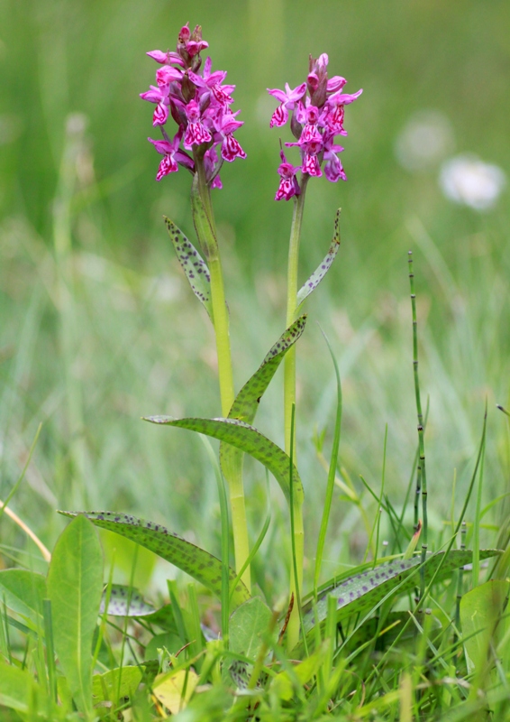 Nigritella, Dactylorhiza perverseemaltempo! Dolomiti luglio 2014.